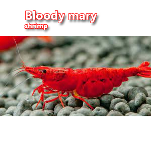 Bloody mary shrimp